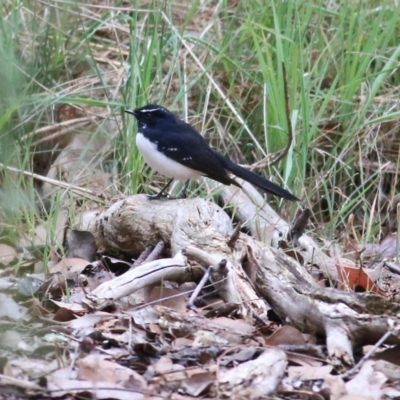 Rhipidura leucophrys (Willie Wagtail) at Thurgoona, NSW - 3 Apr 2022 by KylieWaldon