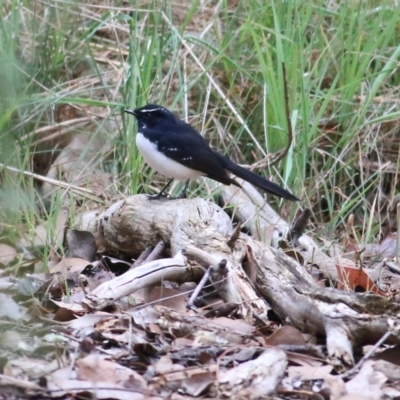 Rhipidura leucophrys (Willie Wagtail) at Charles Sturt University - 2 Apr 2022 by KylieWaldon