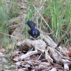 Rhipidura leucophrys at Thurgoona, NSW - 3 Apr 2022