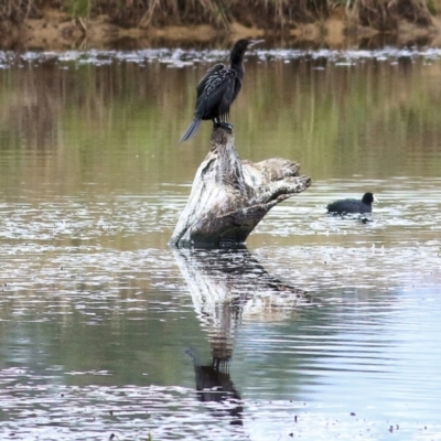 Phalacrocorax sulcirostris (Little Black Cormorant) at Charles Sturt University - 2 Apr 2022 by KylieWaldon