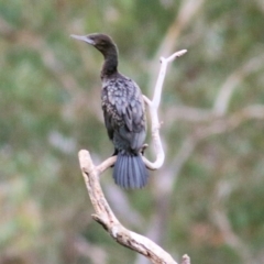 Phalacrocorax sulcirostris at Thurgoona, NSW - 3 Apr 2022