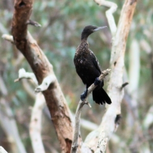 Phalacrocorax sulcirostris at Thurgoona, NSW - 3 Apr 2022