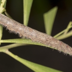 Pararguda nasuta (Wattle Snout Moth) at GG179 - 4 Feb 2022 by AlisonMilton