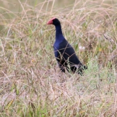 Porphyrio melanotus (Australasian Swamphen) at Thurgoona, NSW - 3 Apr 2022 by KylieWaldon