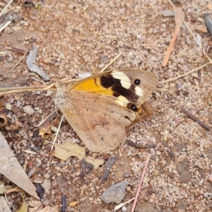 Heteronympha merope at O'Malley, ACT - 3 Apr 2022