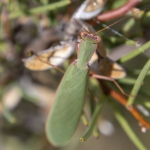 Orthodera ministralis at Mount Clear, ACT - 29 Mar 2022