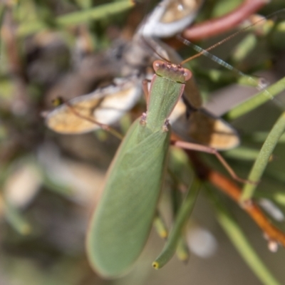 Orthodera ministralis (Green Mantid) at Namadgi National Park - 29 Mar 2022 by SWishart