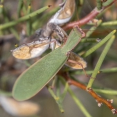 Orthodera ministralis at Mount Clear, ACT - 29 Mar 2022