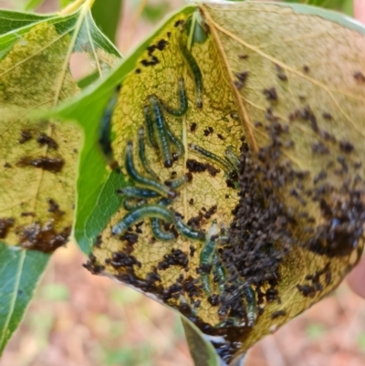 Dichocrocis clytusalis (Kurrajong Leaf-tier, Kurrajong Bag Moth) at Mount Mugga Mugga - 3 Apr 2022 by Mike