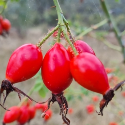 Rosa rubiginosa (Sweet Briar, Eglantine) at O'Malley, ACT - 3 Apr 2022 by Mike