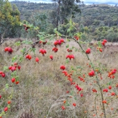 Rosa rubiginosa at O'Malley, ACT - 3 Apr 2022