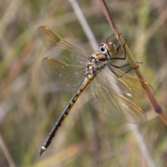 Hemicordulia tau (Tau Emerald) at Mount Clear, ACT - 29 Mar 2022 by SWishart