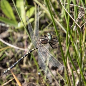 Synthemis eustalacta at Mount Clear, ACT - 29 Mar 2022 02:30 PM