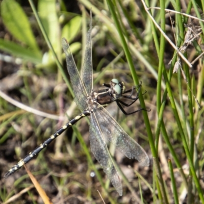 Synthemis eustalacta (Swamp Tigertail) at Namadgi National Park - 29 Mar 2022 by SWishart
