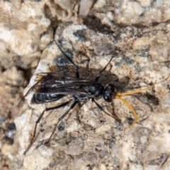 Fabriogenia sp. (genus) (Spider wasp) at Mount Clear, ACT - 29 Mar 2022 by SWishart