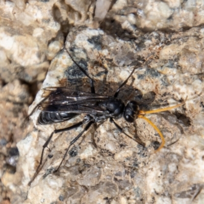 Fabriogenia sp. (genus) (Spider wasp) at Mount Clear, ACT - 29 Mar 2022 by SWishart