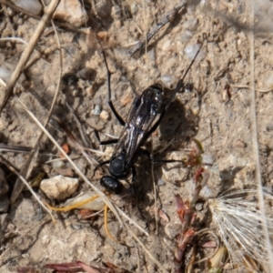 Fabriogenia sp. (genus) at Mount Clear, ACT - 29 Mar 2022