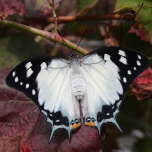 Charaxes sempronius at Hackett, ACT - 3 Apr 2022