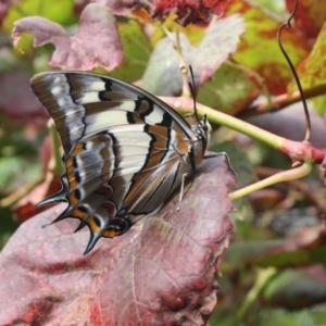 Charaxes sempronius at Hackett, ACT - 3 Apr 2022