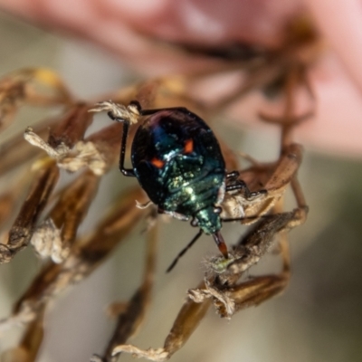 Cermatulus nasalis (Predatory shield bug, Glossy shield bug) at Namadgi National Park - 29 Mar 2022 by SWishart