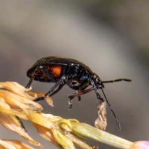 Cermatulus nasalis at Mount Clear, ACT - 29 Mar 2022