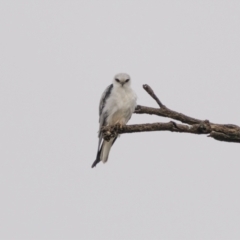 Elanus axillaris (Black-shouldered Kite) at Gundaroo, NSW - 2 Apr 2022 by trevsci