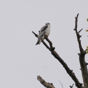 Elanus axillaris at Gundaroo, NSW - 3 Apr 2022