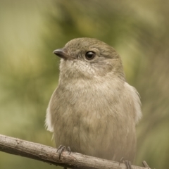 Pachycephala pectoralis (Golden Whistler) at Lake George, NSW - 3 Apr 2022 by trevsci