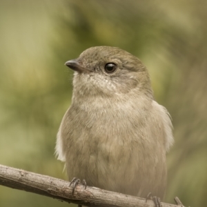 Pachycephala pectoralis at Lake George, NSW - 3 Apr 2022