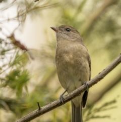 Pachycephala pectoralis at Lake George, NSW - 3 Apr 2022