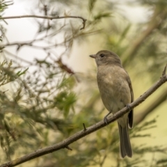 Pachycephala pectoralis at Lake George, NSW - 3 Apr 2022