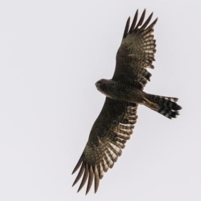 Circus assimilis (Spotted Harrier) at Gundaroo, NSW - 3 Apr 2022 by trevsci