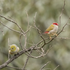 Neochmia temporalis (Red-browed Finch) at Gundaroo, NSW - 3 Apr 2022 by trevsci