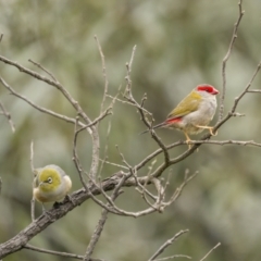 Neochmia temporalis (Red-browed Finch) at Gundaroo, NSW - 2 Apr 2022 by trevsci