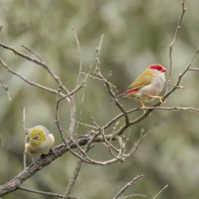 Zosterops lateralis (Silvereye) at Gundaroo, NSW - 3 Apr 2022 by trevsci