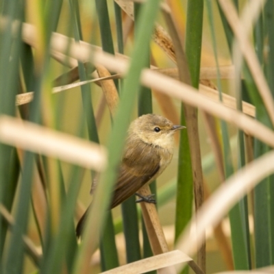 Acrocephalus australis (Australian Reed-Warbler) at Gundaroo, NSW - 3 Apr 2022 by trevsci