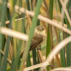 Acrocephalus australis at Gundaroo, NSW - 3 Apr 2022