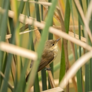 Acrocephalus australis at Gundaroo, NSW - 3 Apr 2022