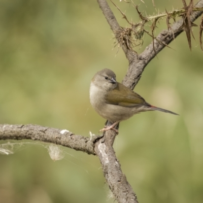 Neochmia temporalis (Red-browed Finch) at Bungendore, NSW - 3 Apr 2022 by trevsci