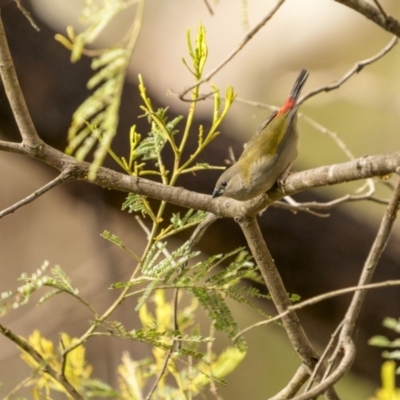 Neochmia temporalis (Red-browed Finch) at Lake George, NSW - 3 Apr 2022 by trevsci