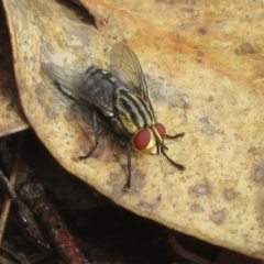 Sarcophagidae (family) (Unidentified flesh fly) at Hall, ACT - 3 Apr 2022 by Christine