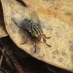 Sarcophagidae sp. (family) (Unidentified flesh fly) at Hall, ACT - 3 Apr 2022 by Christine
