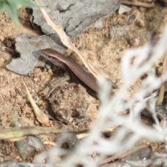 Lampropholis delicata (Delicate Skink) at Hall, ACT - 3 Apr 2022 by Christine