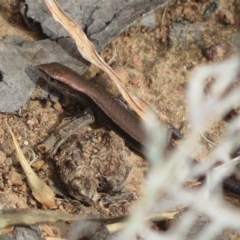 Lampropholis delicata at Hall, ACT - 3 Apr 2022 11:33 AM