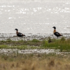 Tadorna tadornoides (Australian Shelduck) at Lake George, NSW - 3 Apr 2022 by trevsci