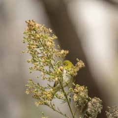 Zosterops lateralis (Silvereye) at Bungendore, NSW - 3 Apr 2022 by trevsci