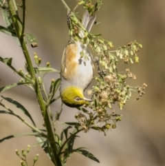 Zosterops lateralis at Bungendore, NSW - 3 Apr 2022