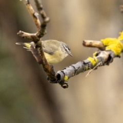 Acanthiza chrysorrhoa (Yellow-rumped Thornbill) at Gundaroo, NSW - 3 Apr 2022 by trevsci