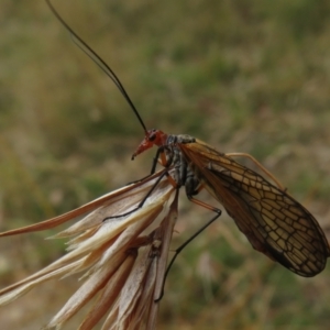 Chorista australis at Hall, ACT - 3 Apr 2022