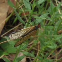 Chorista australis at Hall, ACT - 3 Apr 2022